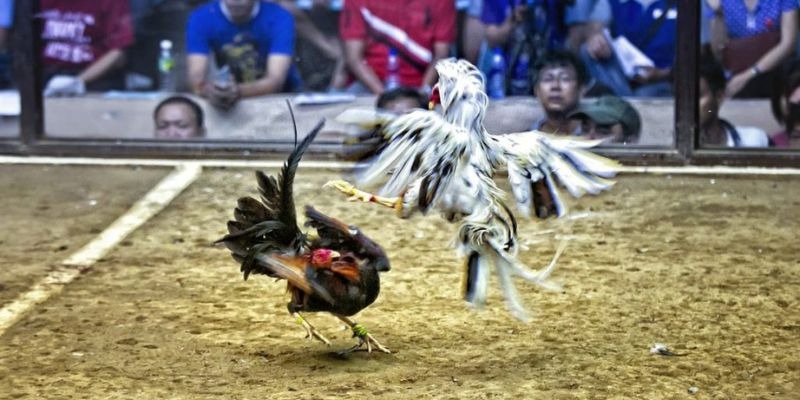 hit88 qq88 bắn cá