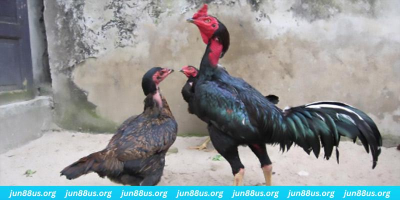 hit88 casino hồ tràm có cho người việt vào không